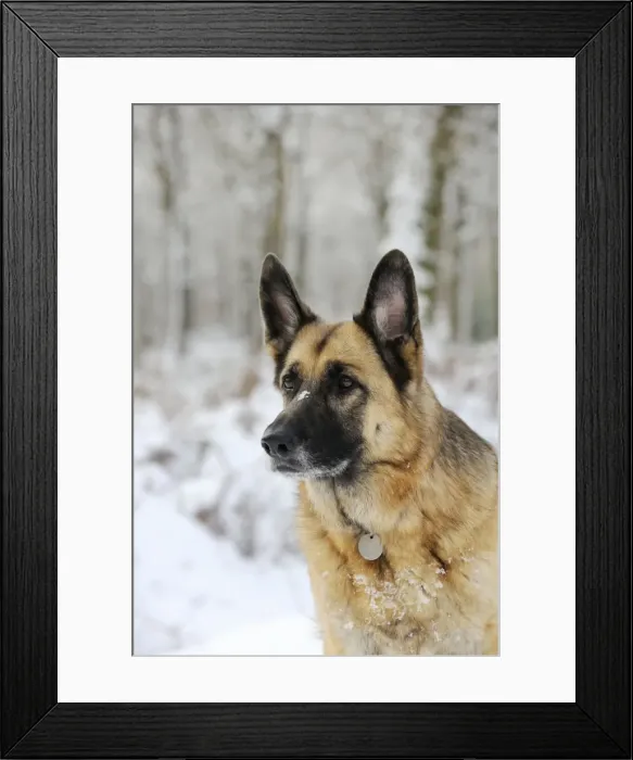 Framed Print : DOG. German shepherd with snow on nose Framed Print : DOG. German shepherd with snow on nose