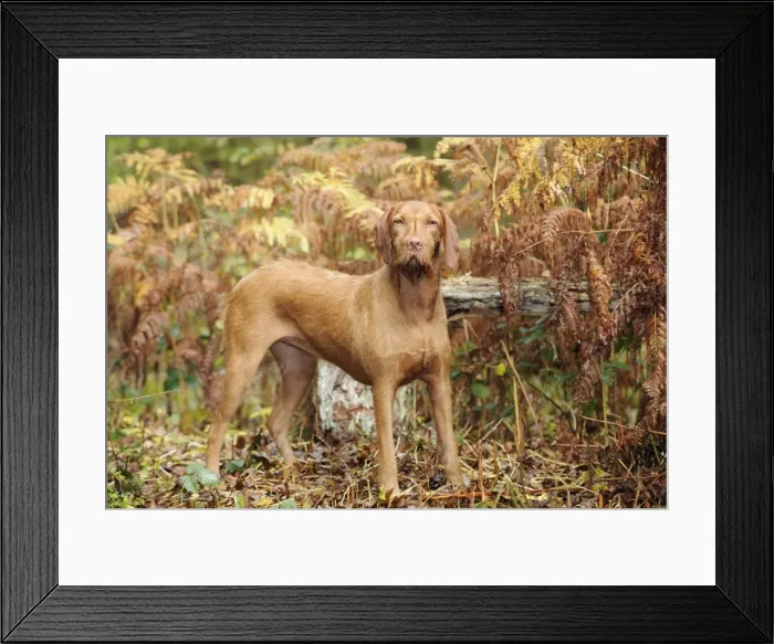 Framed Print : DOG. Hungarian wired haired visca in ferns