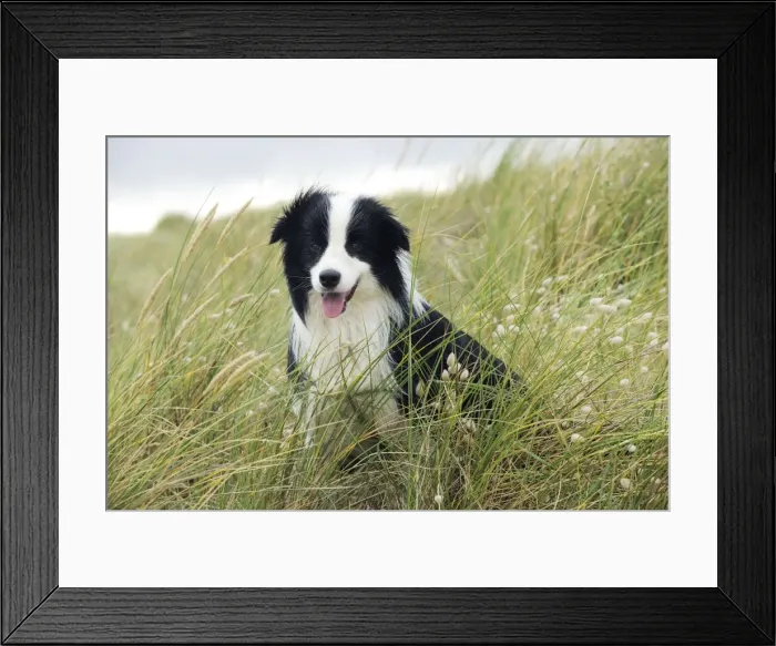 Framed Print : DOG. Border collie standing in sand dunes Framed Print : DOG. Border collie standing in sand dunes