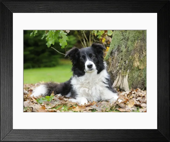 Framed Print : DOG. Border collie in leaves Framed Print : DOG. Border collie in leaves