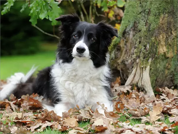 DOG. Border collie in leaves