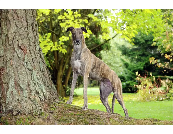 DOG. Greyhound standing on tree root