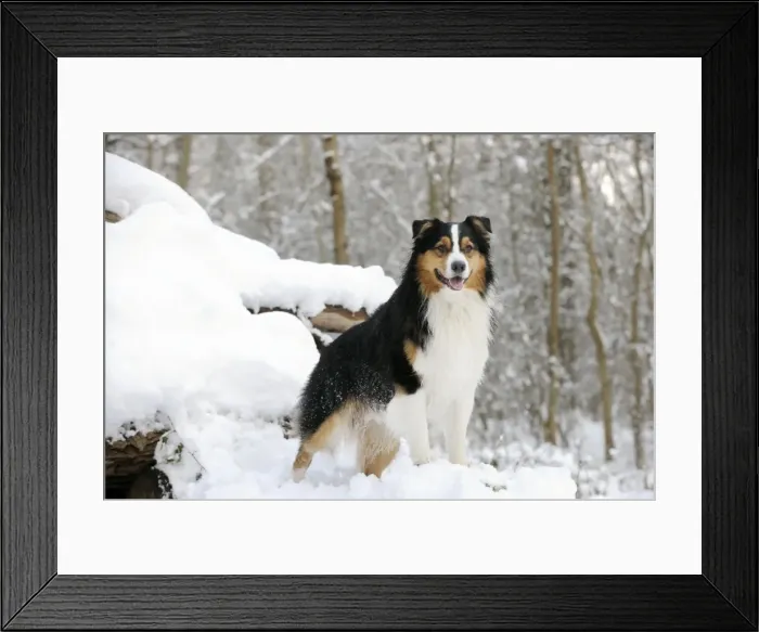 Framed Print : DOG. Australian shepherd standing on snow covered logs Framed Print : DOG. Australian shepherd standing on snow covered logs
