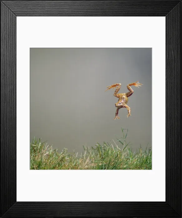 Framed Print : Common Frog - leaping Framed Print : Common Frog - leaping