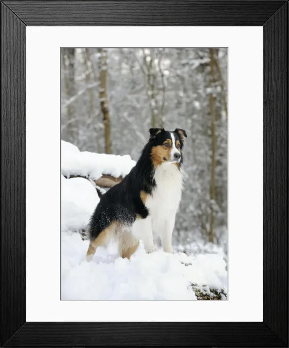 Framed Print : DOG. Australian shepherd standing on snow covered logs Framed Print : DOG. Australian shepherd standing on snow covered logs