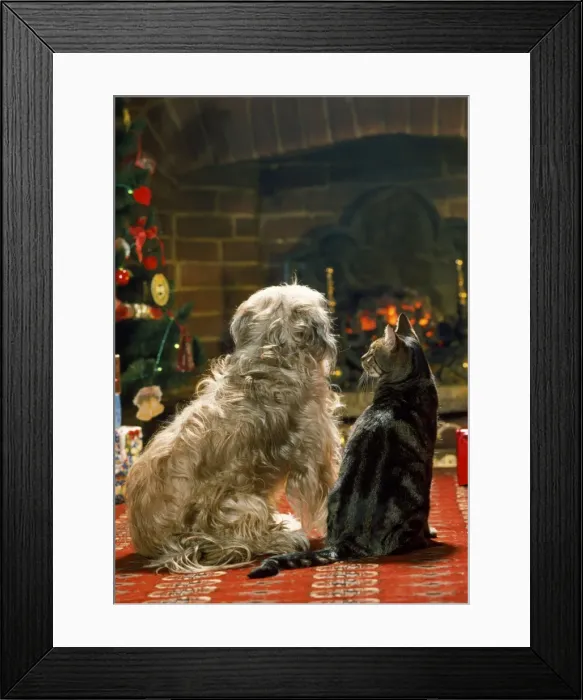 Framed Print : Dog & Cat - in front of fire at Christmas Framed Print : Dog & Cat - in front of fire at Christmas