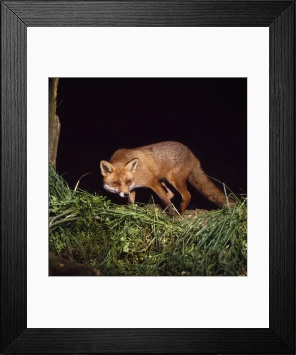 Framed Print : Red Fox. JD-419. RED FOX. Vulpes vulpes. John Daniels Framed Print : Red Fox. JD-419. RED FOX. Vulpes vulpes. John Daniels