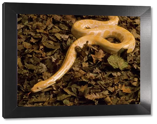 Golden Burmese Python - albino