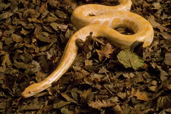 Golden Burmese Python - albino