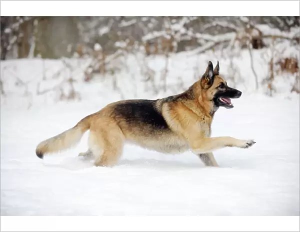 DOG. German shepherd running through the snow