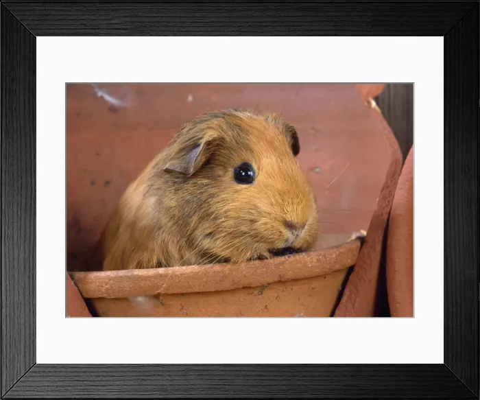 Framed Print : Guinea Pig Framed Print : Guinea Pig