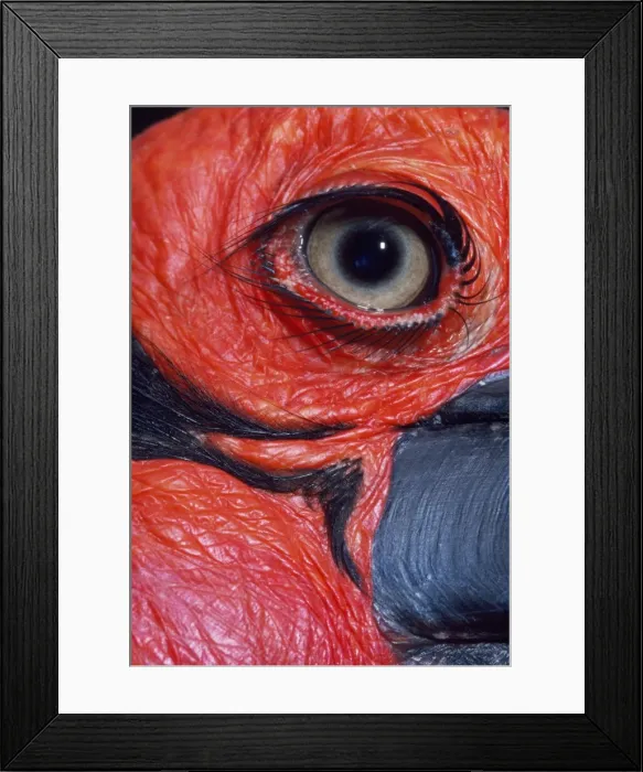 Framed Print : Hornbill - close-up of ground Framed Print : Hornbill - close-up of ground