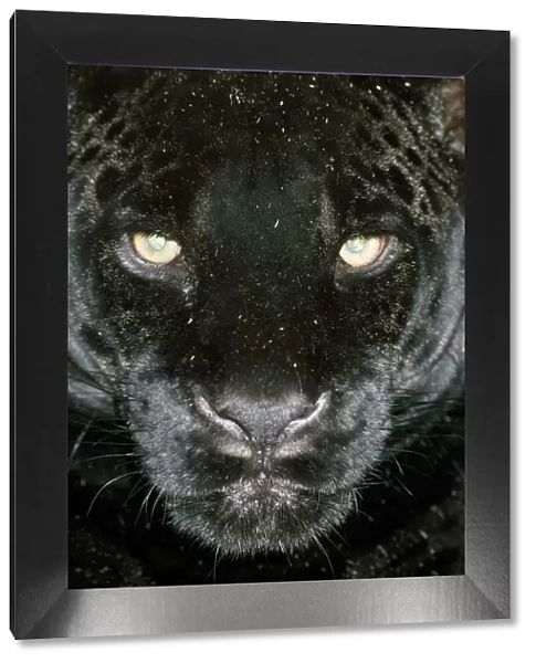 Black Jaguar  /  Black Panther