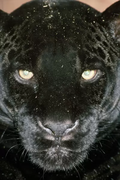 Black Jaguar  /  Black Panther