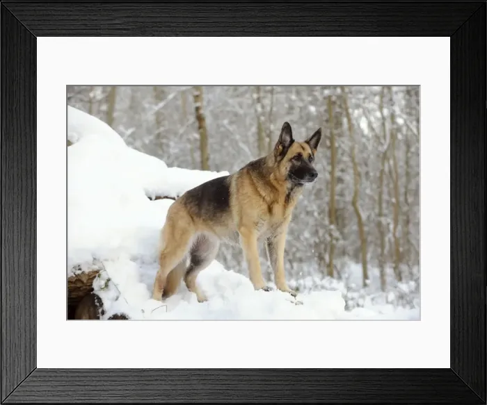 Framed Print : DOG. German shepherd standing on snow covered logs Framed Print : DOG. German shepherd standing on snow covered logs