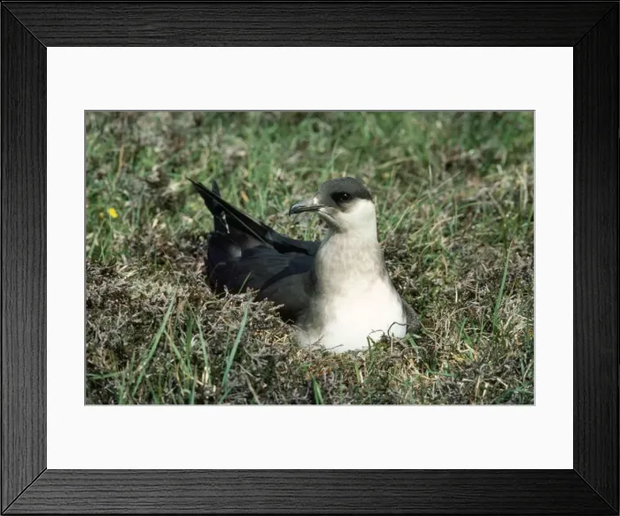 Framed Print : Arctic Skua - on nest Framed Print : Arctic Skua - on nest
