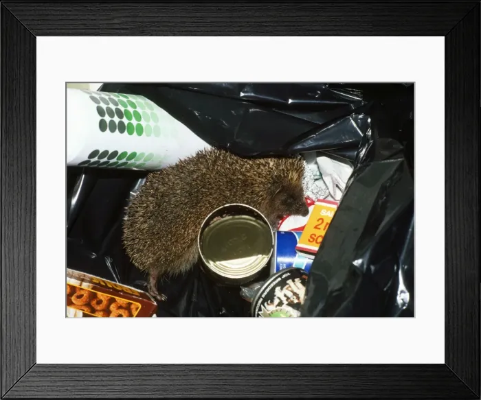 Framed Print : Hedgehog - in rubbish