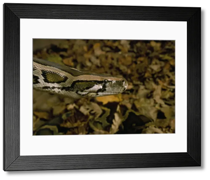 Framed Print : Burmese Python Framed Print : Burmese Python