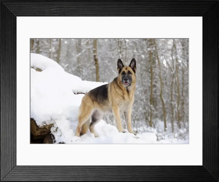 Framed Print : DOG. German shepherd standing on snow covered logs Framed Print : DOG. German shepherd standing on snow covered logs