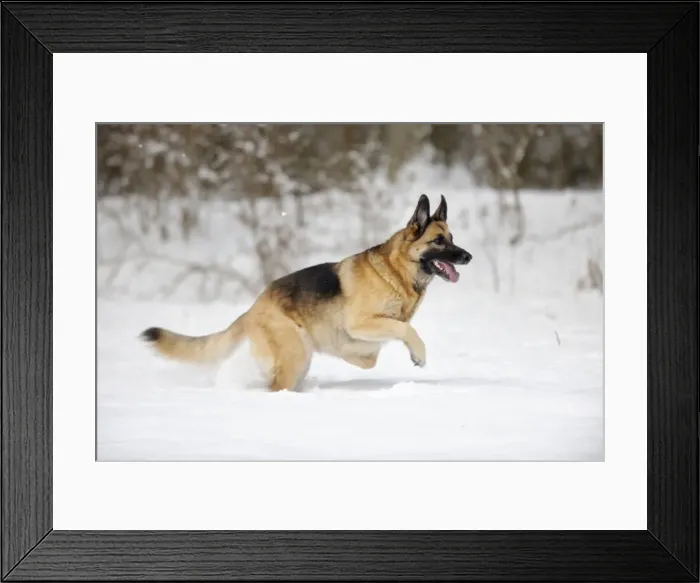 Framed Print : DOG. German shepherd running through the snow Framed Print : DOG. German shepherd running through the snow