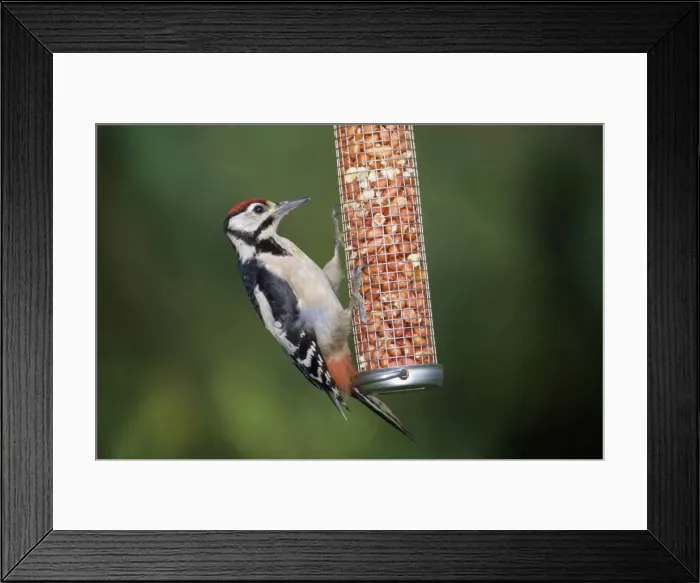 Framed Print : Great Spotted Woodpecker - male on nut bird feeder Framed Print : Great Spotted Woodpecker - male on nut bird feeder