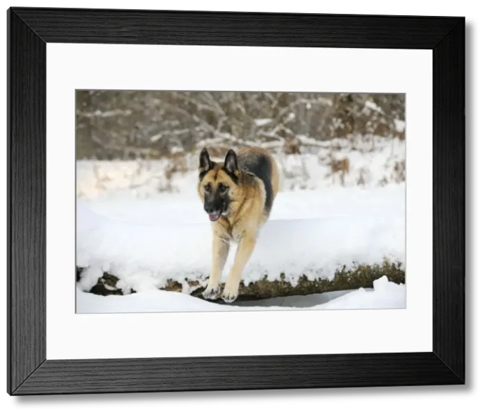 Framed Print : DOG. German shepherd jumping over snow covered branch Framed Print : DOG. German shepherd jumping over snow covered branch