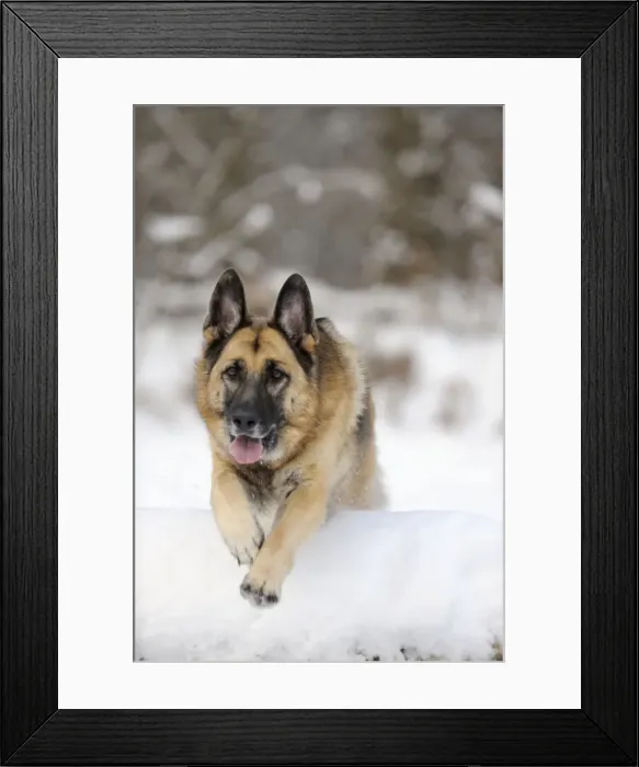 Framed Print : DOG. German shepherd jumping over snow covered branch Framed Print : DOG. German shepherd jumping over snow covered branch