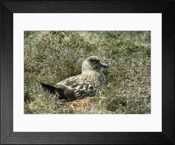 Framed Print : Great Skua Framed Print : Great Skua