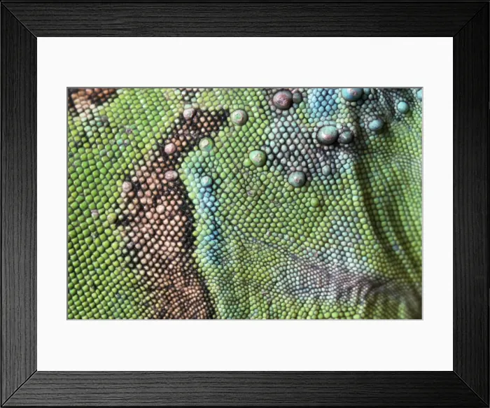 Framed Print : Green Iguana - close-up Framed Print : Green Iguana - close-up