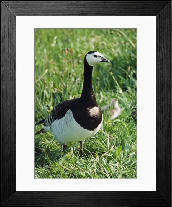 Framed Print : Barnacle Goose - with chick in background Framed Print : Barnacle Goose - with chick in background