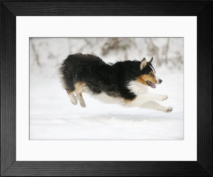 Framed Print : DOG. Australian shepherd running through the snow Framed Print : DOG. Australian shepherd running through the snow