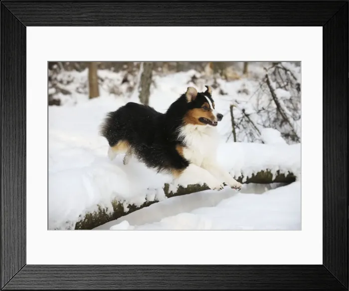 Framed Print : DOG. Australian shepherd jumping over snow covered branch Framed Print : DOG. Australian shepherd jumping over snow covered branch