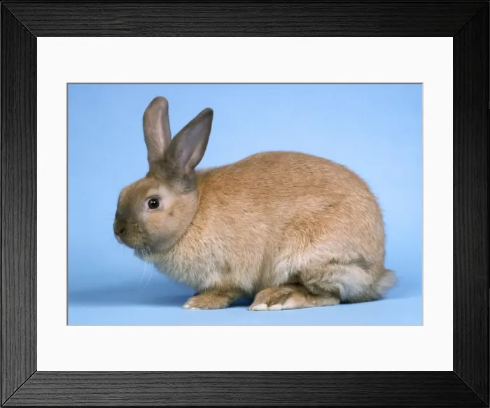 Framed Print : Sussex Gold Rabbit Framed Print : Sussex Gold Rabbit