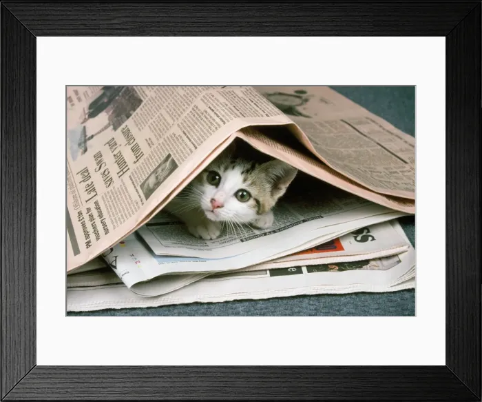 Framed Print : Cat - kitten & newspapers Framed Print : Cat - kitten & newspapers