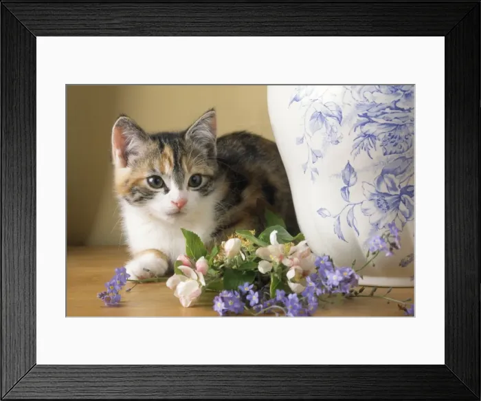 Framed Print : Cat - kitten with flowers & jug Framed Print : Cat - kitten with flowers & jug
