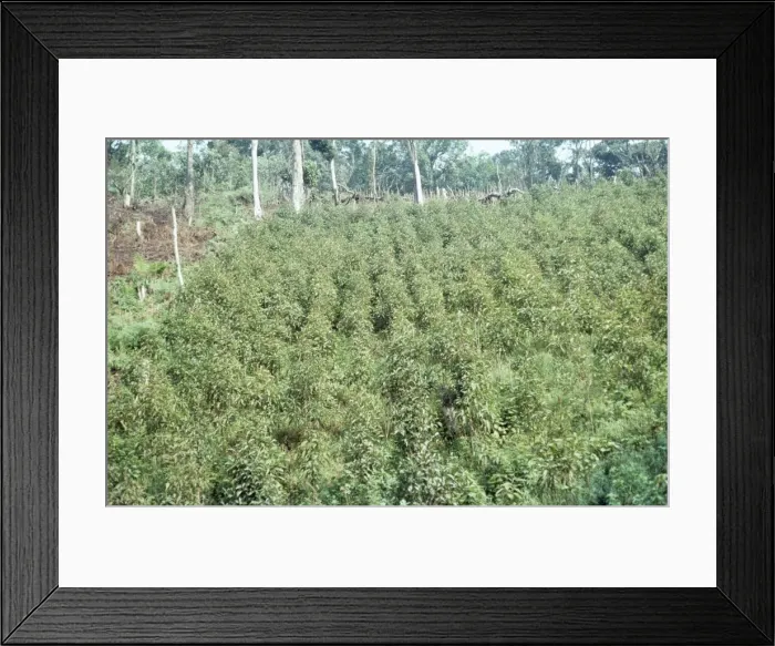 Framed Print : Quinine Plantation JG 4751 Chinconia spp © ARDEA LONDON Framed Print : Quinine Plantation JG 4751 Chinconia spp © ARDEA LONDON