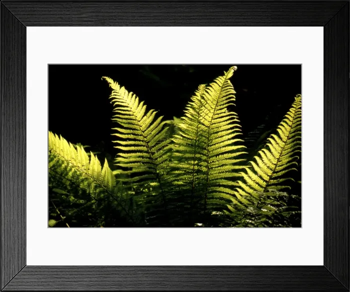 Framed Print : Male Fern - in sunlight Framed Print : Male Fern - in sunlight