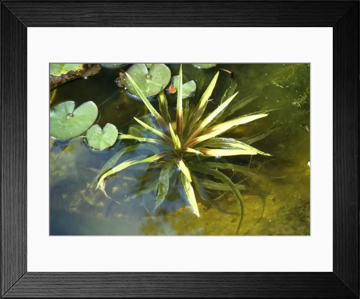 Framed Print : Water Soldier Framed Print : Water Soldier