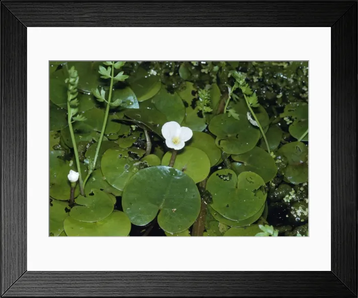 Framed Print : Broad-leaved Pondweed - on water Framed Print : Broad-leaved Pondweed - on water