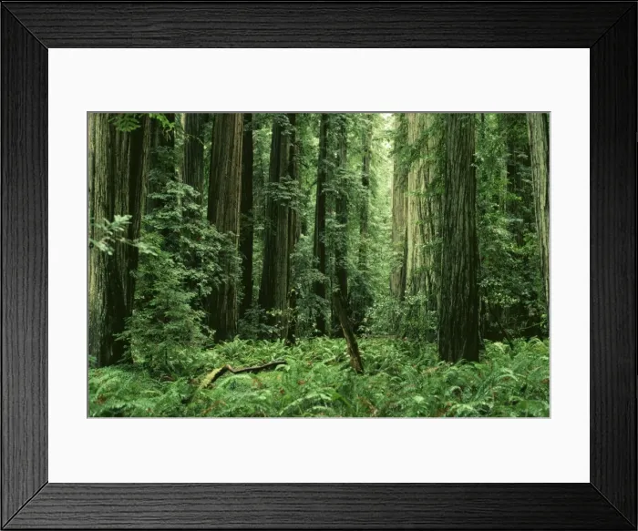 Framed Print : Coast Redwood JLM 10450 Redwoods National Park, California USA. Sequoia sempervirens © John Mason / ARDEA LONDON Framed Print : Coast Redwood JLM 10450 Redwoods National Park, California USA. Sequoia sempervirens © John Mason / ARDEA LONDON