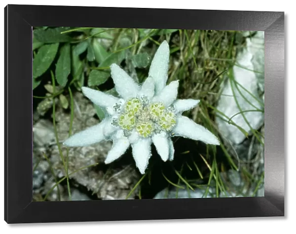 Edelweiss JLM 10576 Leontopodium alpinum © John Mason  /  ARDEA LONDON