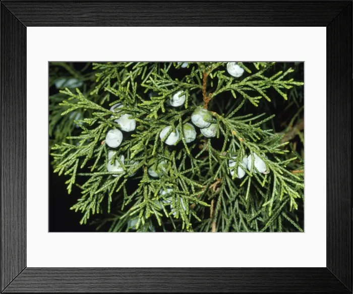 Framed Print : Red  /  Pencil Cedar - close-up