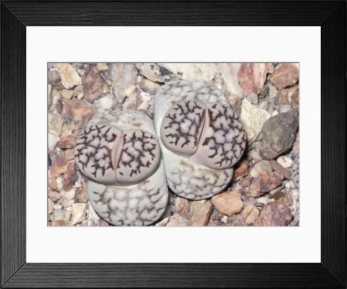 Framed Print : Living Stones - stone plant Framed Print : Living Stones - stone plant
