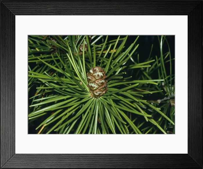 Framed Print : Japanese Umbrella Pine Framed Print : Japanese Umbrella Pine