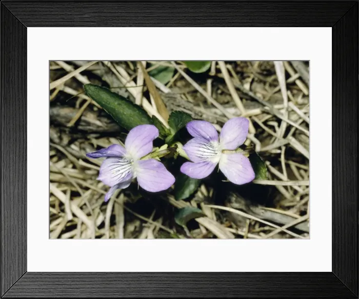 Framed Print : Pale Heath Violet JLM 10945 Viola lactea © John Mason / ARDEA LONDON Framed Print : Pale Heath Violet JLM 10945 Viola lactea © John Mason / ARDEA LONDON