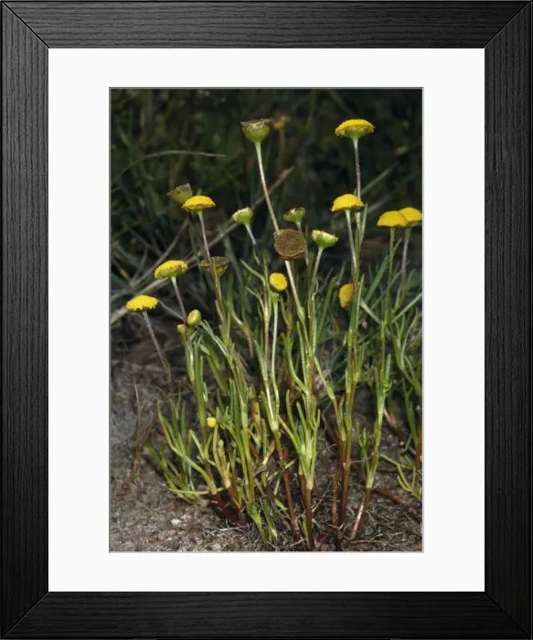 Framed Print : Button Weed  /  Water Buttons