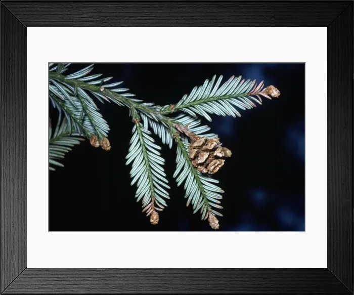 Framed Print : Coast Redwood / Californian Redwood Framed Print : Coast Redwood / Californian Redwood