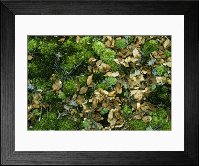 Framed Print : Moss - & leaf litter Framed Print : Moss - & leaf litter