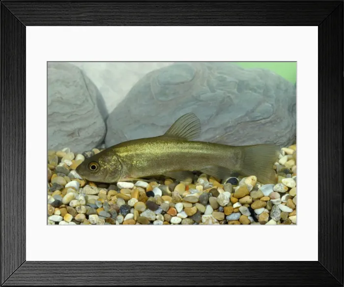 Framed Print : Tench. JLM-11375. TENCH. Tinca tinca. John Mason Framed Print : Tench. JLM-11375. TENCH. Tinca tinca. John Mason