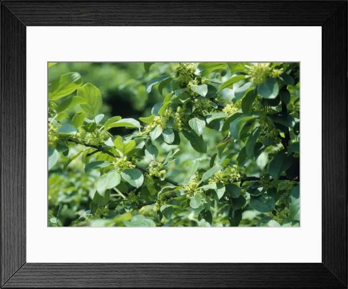 Framed Print : Common Buckthorn
